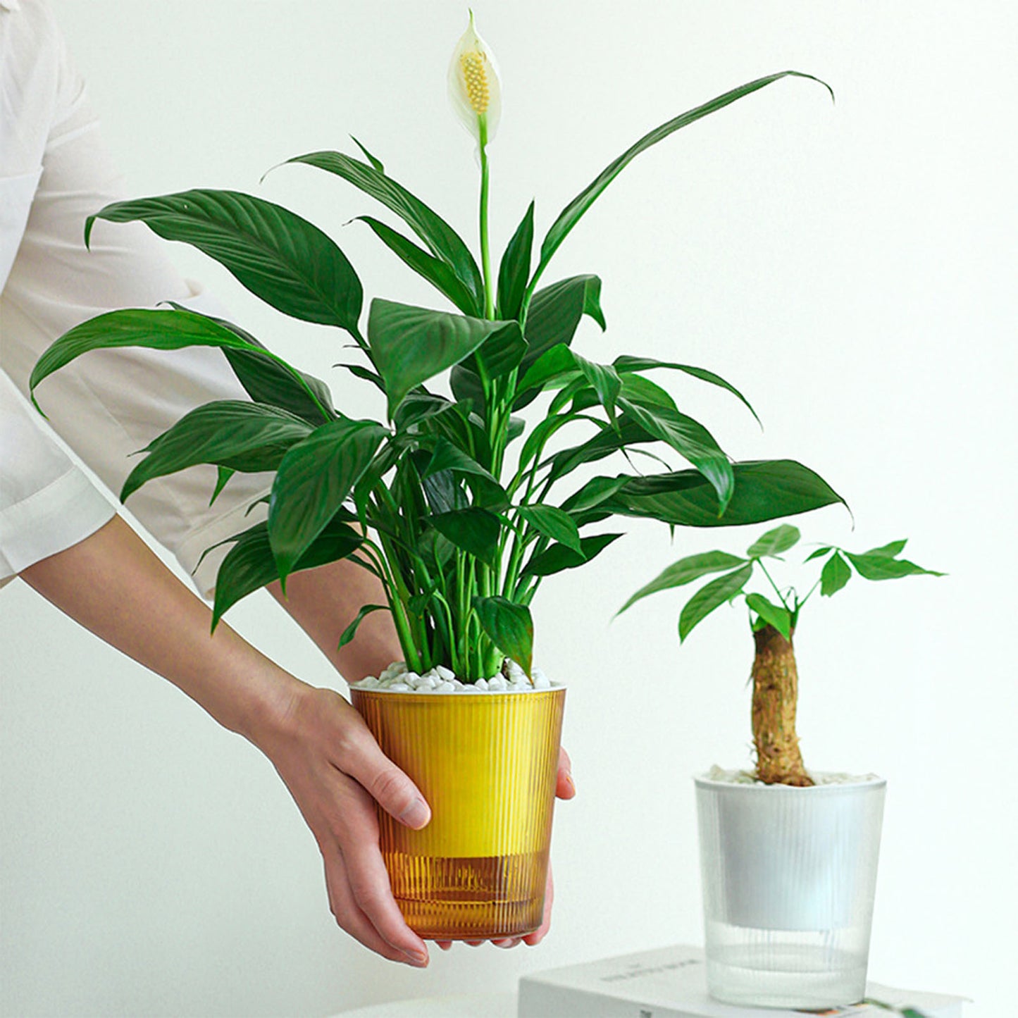 Clear Self Watering Planters Pots Household Anti Rot Self-Watering Planters for Living Room Plants Flowers