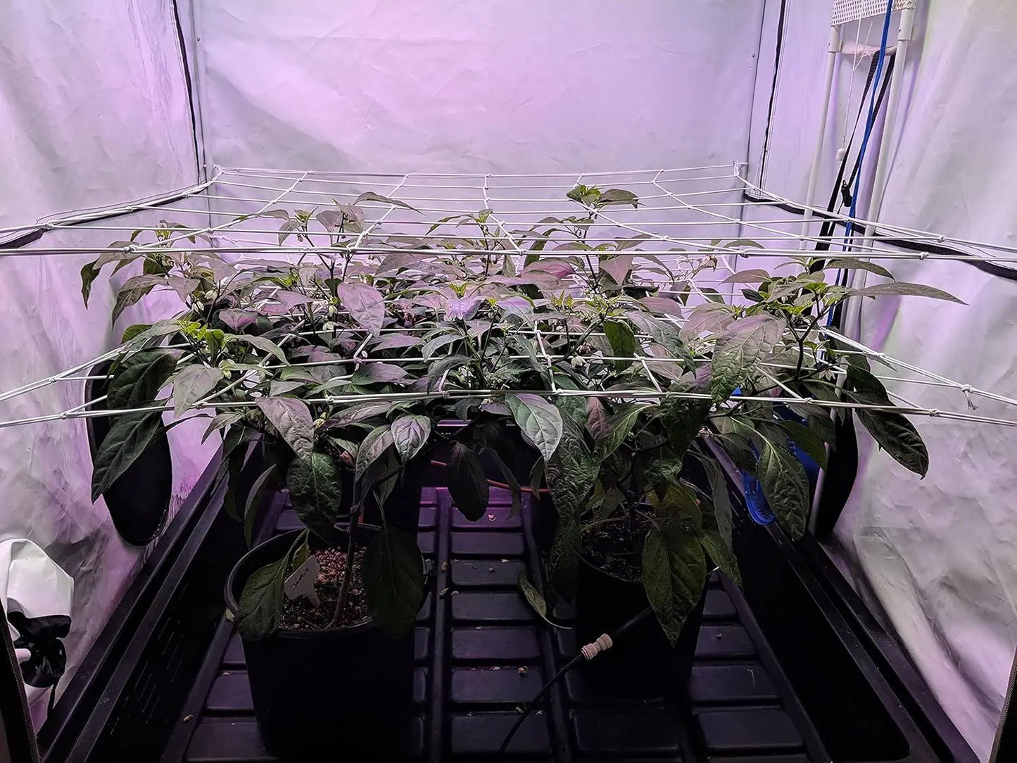 4'' Mesh Trellis Netting for Grow Tents Plant Support Elastic ScrOG/ LST/ HST Net with Hooks Grow Box Kit Low Stress Training