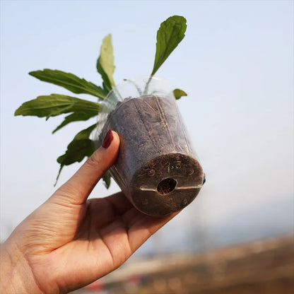 10/50pcs Transparent Nursery Pots with Drainage Hole Seed Starting Pot Flower Plant Container Gardening Planting Nutrition Cups