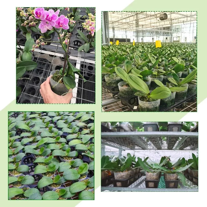 10/50pcs Transparent Nursery Pots with Drainage Hole Seed Starting Pot Flower Plant Container Gardening Planting Nutrition Cups