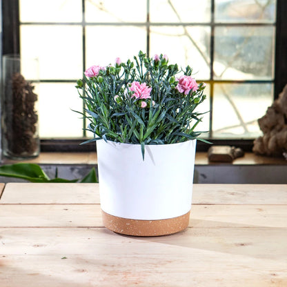 Plant Pot Large Plastic Flowerpot with Drainage Indoor Plants Bonsai Balcony Potted with Tray Garden Home Decoration