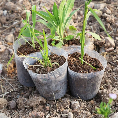 10/50pcs Transparent Nursery Pots with Drainage Hole Seed Starting Pot Flower Plant Container Gardening Planting Nutrition Cups