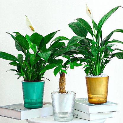 Clear Self Watering Planters Pots Household Anti Rot Self-Watering Planters for Living Room Plants Flowers