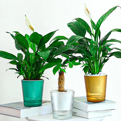 Clear Self Watering Planters Pots Household Anti Rot Self-Watering Planters for Living Room Plants Flowers